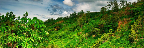 Where Coffee Is Grown: A Quick Tour of the Top 10 Coffee-Producing Countries