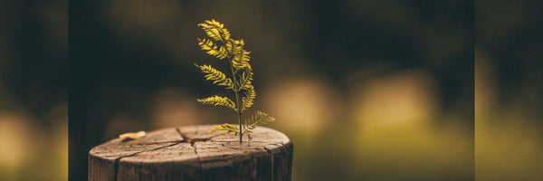 Advantage of Used Coffee Equipment